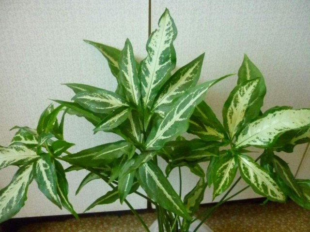 Сингониум суженный (Syngonium angustatum) Сингониум суженный (Syngonium angustatum)