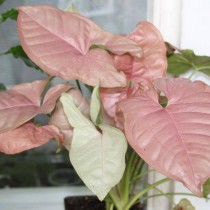 Сингониум ножколистный 'Neon Pink' Сингониум ножколистный 'Neon Pink'