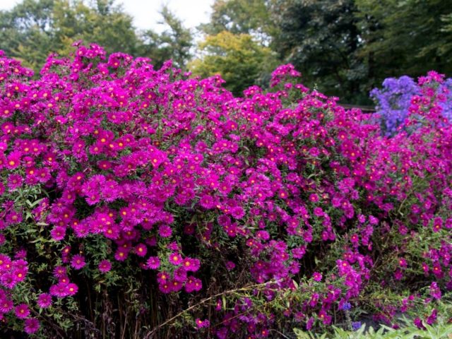 Астра новобельгийская — одно из самых приметных растений осеннего сада