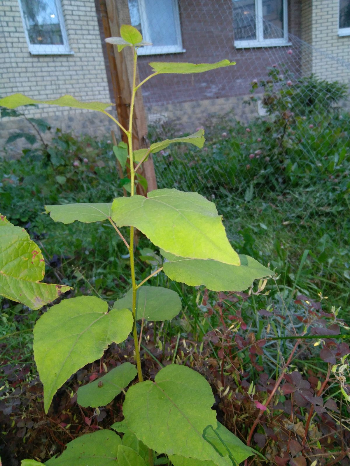 IMG_20190908_185055
