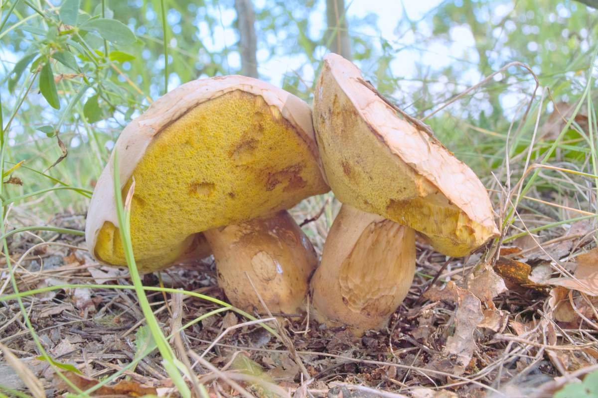 Боровик коренящийся