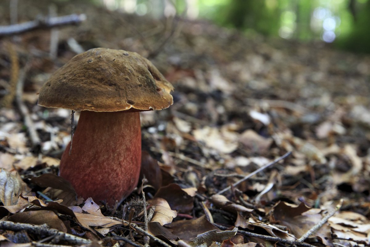 Боровик красивоножковый