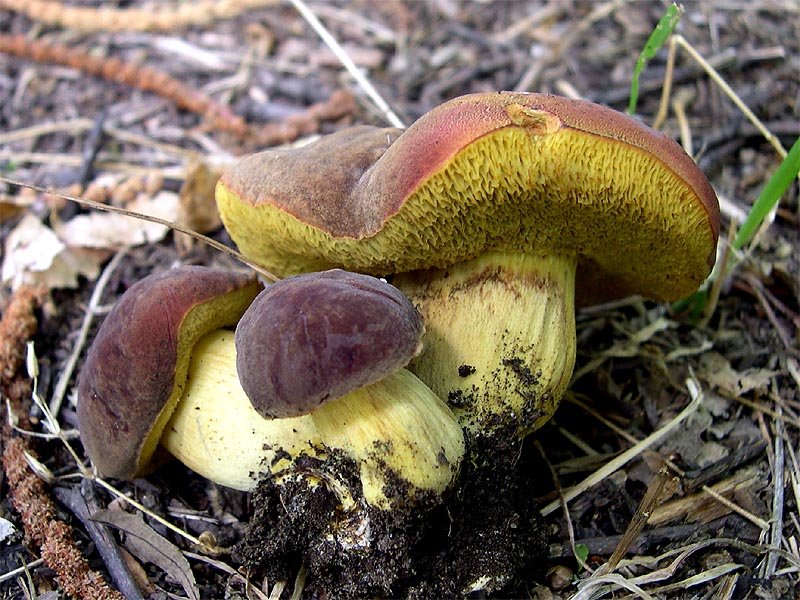 Моховик бархатный