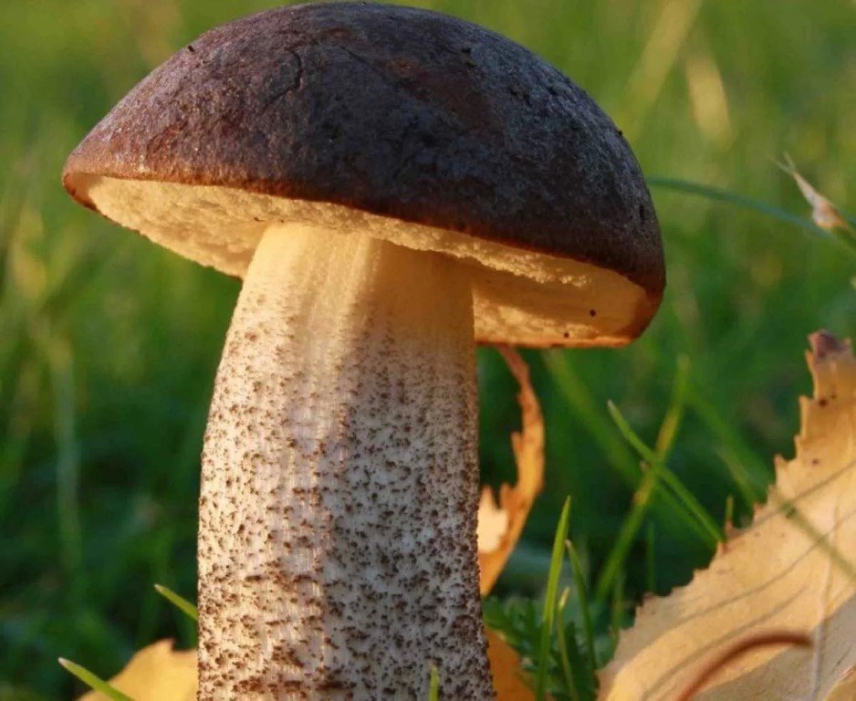 Подберезовик