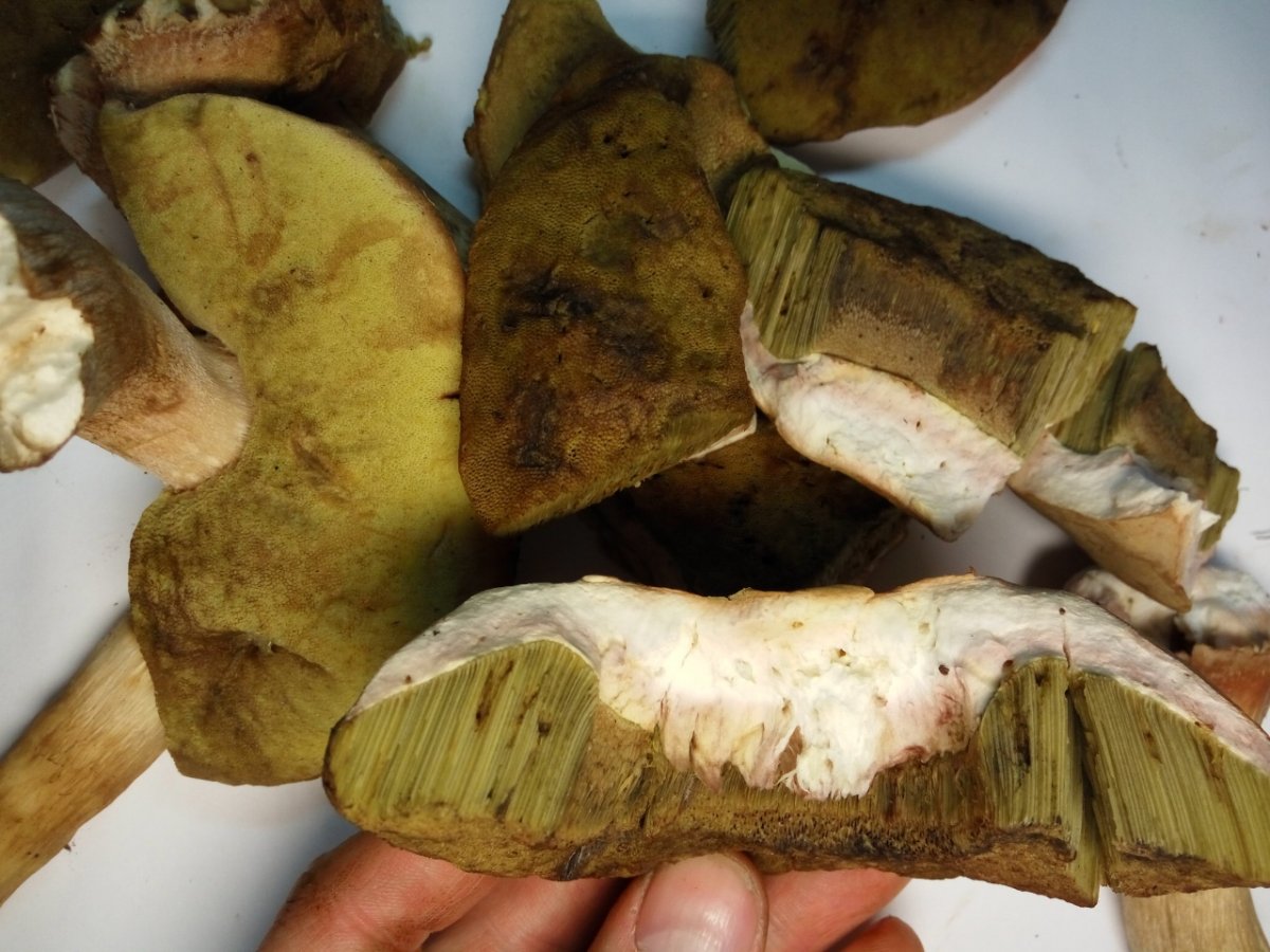 Престарелый белый гриб