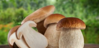 Белый гриб в лицах, или Какие бывают боровики?