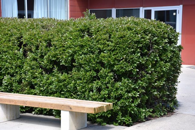 Кизильник блестящий (Cotoneaster lucidus Schltdl.) Кизильник блестящий (Cotoneaster lucidus Schltdl.)