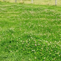 Клевер ползучий белый (Trifolium repens) Клевер ползучий белый (Trifolium repens)