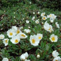 Дриада восьмилепестковая (Dryas octopetala) Дриада восьмилепестковая (Dryas octopetala)