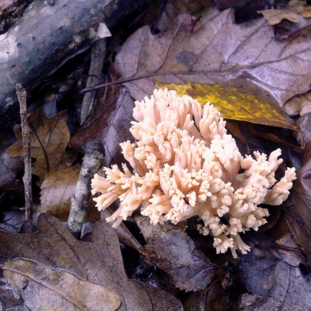 Рамария золотистая (Ramaria aurea) Рамария золотистая (Ramaria aurea)