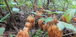 Рамария обыкновенная (Ramaria eumorpha)