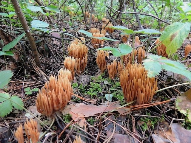 Рамария обыкновенная (Ramaria eumorpha) Рамария обыкновенная (Ramaria eumorpha)