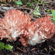 Рамария гроздевидная (Ramaria botrytis) Рамария гроздевидная (Ramaria botrytis)