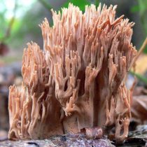 Рамария жёсткая (Ramaria stricta) Рамария жёсткая (Ramaria stricta)