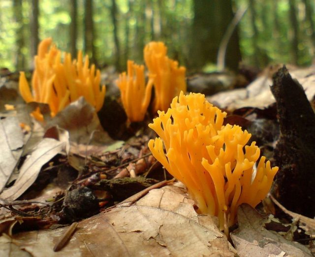 Калоцера клейкая (Calocera viscosa) Калоцера клейкая (Calocera viscosa)