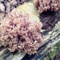 Клавикорона крыночковидная (Artomyces pyxidatus) Клавикорона крыночковидная (Artomyces pyxidatus)