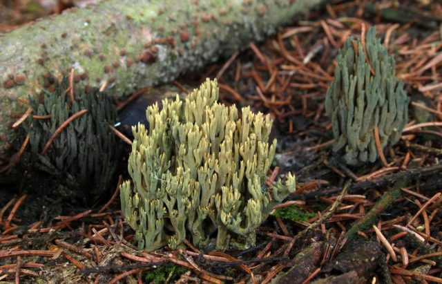Феоклавулина пихтовая, или Рамария охряно-зеленеющая (Phaeoclavulina abietina) Феоклавулина пихтовая, или Рамария охряно-зеленеющая (Phaeoclavulina abietina)