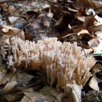 Клавулина коралловидная (Clavulina cristata) Клавулина коралловидная (Clavulina cristata)