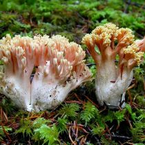 Рамария обыкновенная (Ramaria eumorpha) Рамария красивая (Ramaria formosa)