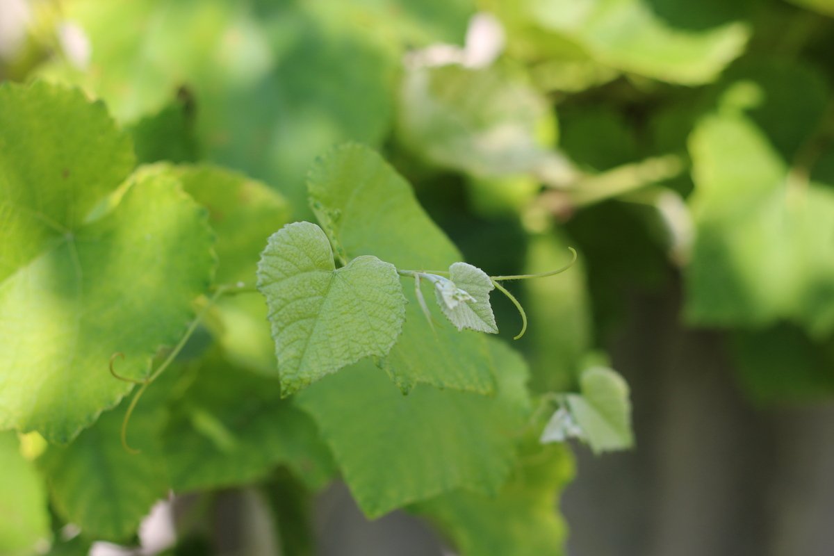признак дефицита серы на винограде — легкое высветление верхних листочков