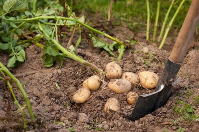 Как ухаживать за почвой после картофеля
