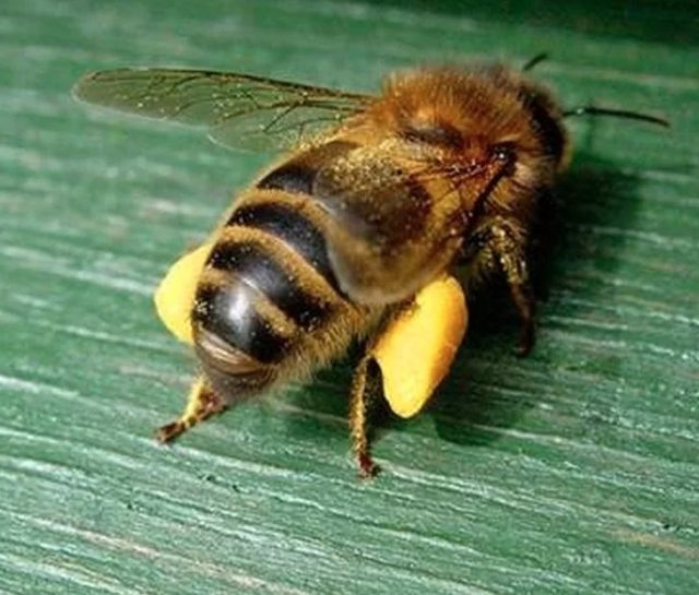 Вот в таких «штаниках» из пыльцы пчёлки возвращаются в улей. Нектара не видно, он в зобике