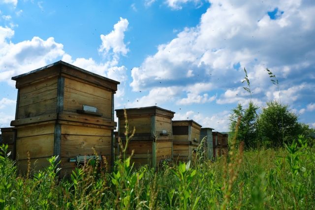 Вылетать из улья и пролетать первые метры пчёлки должны на родном участке, а не над соседями или дорогой