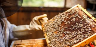 Как я стала пчеловодом - Животные Как я стала пчеловодом