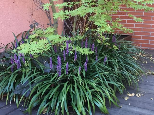 Лириопе мускари (Liriope muscari), посаженный вдоль фундамента Лириопе мускари (Liriope muscari), посаженный вдоль фундамента