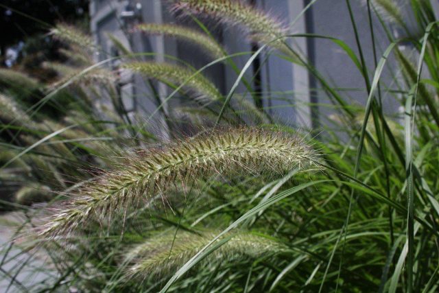 Пеннисетум лисохвостный (Pennisetum alopecuroides) создает удивительно эффектные фонтаны Пеннисетум лисохвостный (Pennisetum alopecuroides) создает удивительно эффектные фонтаны