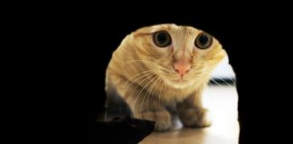 Как бороться с нашествием грызунов?