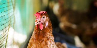 Куры на балконе, или Как я сделал курятник в условиях квартиры - Животные Куры на балконе, или Как я сделал курятник в условиях квартиры