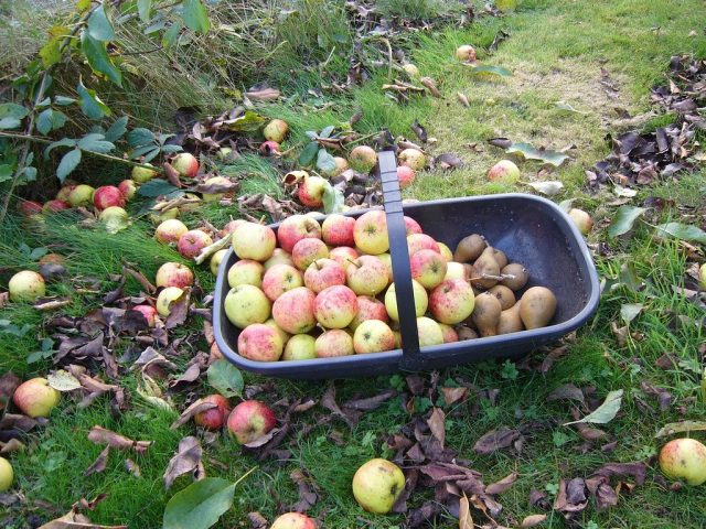Нужно убрать все упавшие и уже подгнившие плоды, а также собрать весь урожай поздних яблок и груш