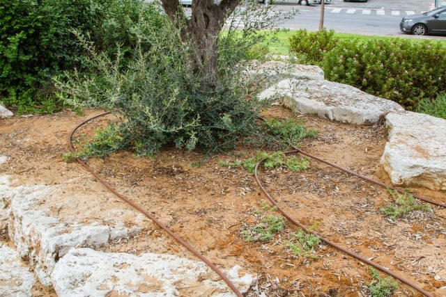 Капельный полив на израильских улицах
