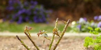 Правила посадки роз осенью - Декоративные кустарники Правила посадки роз осенью