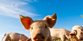 Основные правила содержания свиней в домашнем хозяйстве - Животные Основные правила содержания свиней в домашнем хозяйстве