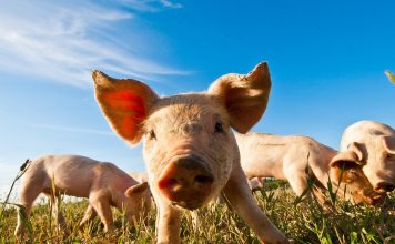 Основные правила содержания свиней в домашнем хозяйстве