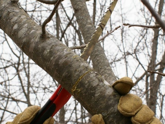 Омолаживающая обрезка — освобождение дерева или кустарника от старых веток, чтобы освободить место для роста новых Омолаживающая обрезка — освобождение дерева или кустарника от старых веток, чтобы освободить место для роста новых