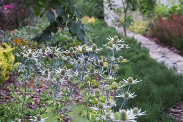 Cинеголовник Цабеля (Eryngium x zabelii) Cинеголовник Цабеля (Eryngium x zabelii)