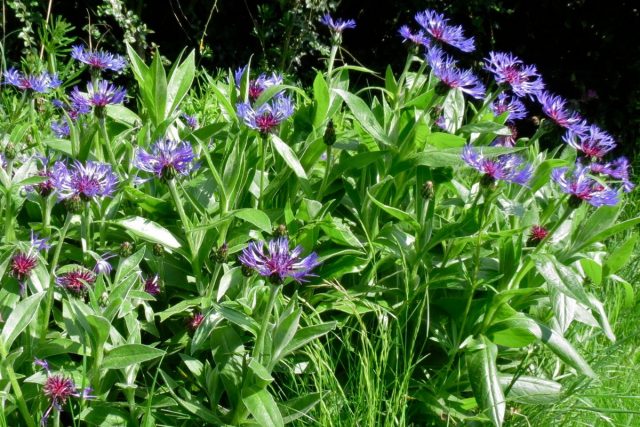 Василек горный (Centaurea montana) Василек горный (Centaurea montana)