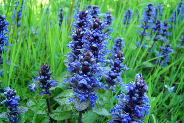 Аюга (Ajuga) Аюга (Ajuga)