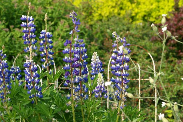 Гибридные люпины (Lupinus x hybridus) Гибридные люпины (Lupinus x hybridus)