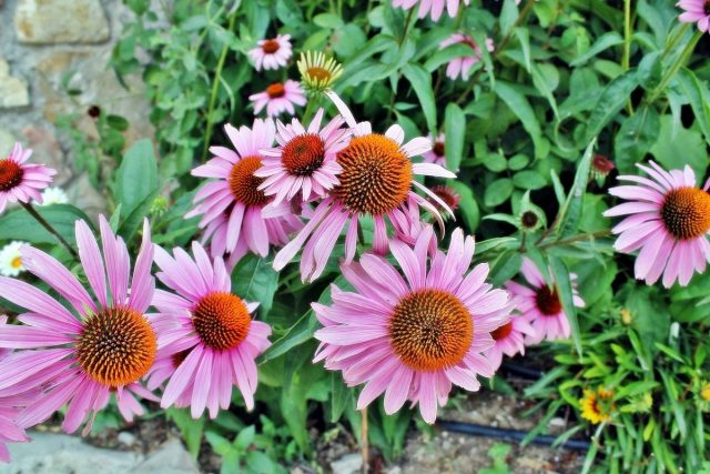 Эхинацея пурпурная (Echinacea purpurea) Эхинацея пурпурная (Echinacea purpurea)