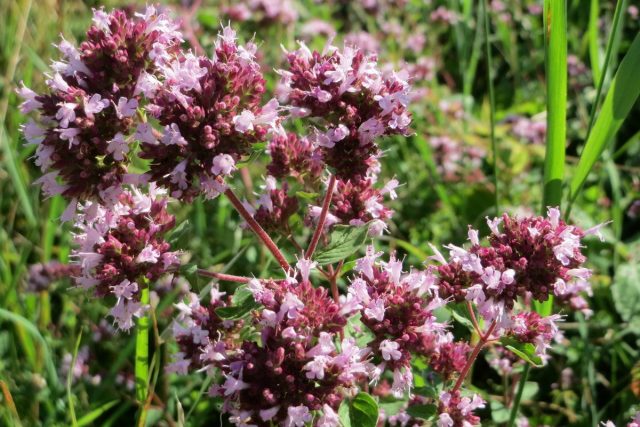 Душица (Origanum vulgare) Душица (Origanum vulgare)