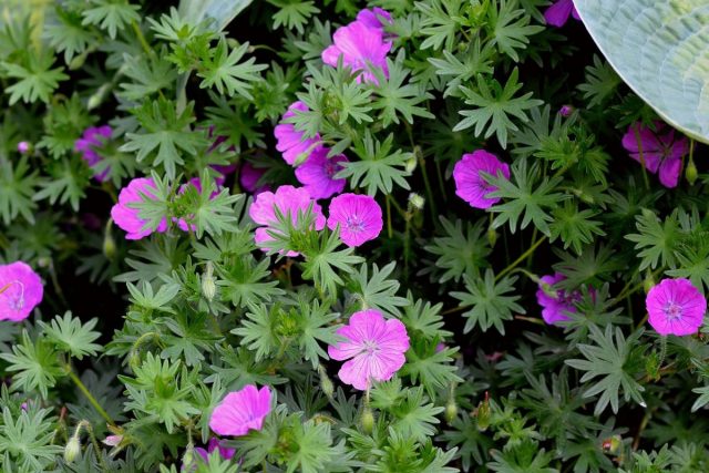 Герань кроваво-красная (Geranium sanguineum) Герань кроваво-красная (Geranium sanguineum)