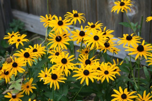 Рудбекия блестящая (Rudbeckia fulgida) Рудбекия блестящая (Rudbeckia fulgida)