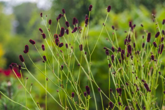 Кровохлебка лекарственная (Sanguisorba officinalis) Кровохлебка лекарственная (Sanguisorba officinalis)
