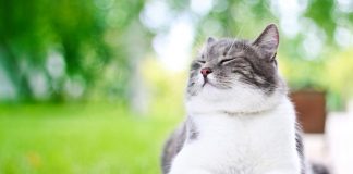 10 «нельзя» для хозяина кошки