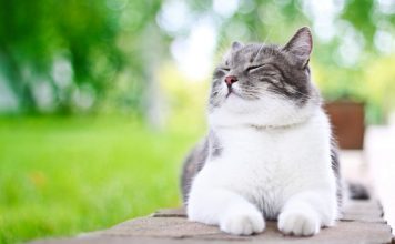 10 «нельзя» для хозяина кошки