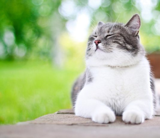 10 «нельзя» для хозяина кошки